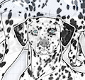 DALMATIAN DOG BUNDLE