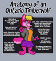 Anatomy of the Ontario Timberwolf