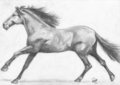 Horse 2 by Aquilion
