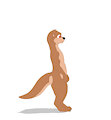 otter8