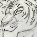 Blaze the Liger by IamBlazeClaw
