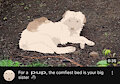 wolf-drawover-full