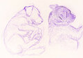 Beetle-sketches