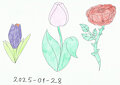 Crocus, Tulip and a rose
