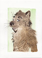 Takua Painting