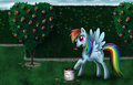 Rainbow Dash in Wonderland