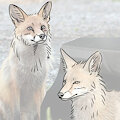 fox face studies by cacklingbeast