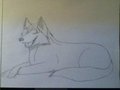 Spirit the wolf