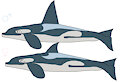 Orca Killer Whale