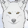 COYOTE BUNDLE