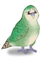 Kakapo