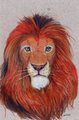 Colored Pencil Lion