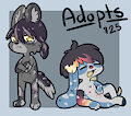 Dog Adoptables