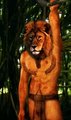 Lion Photomorph