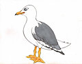 Seagull (wip)