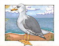 Seagull with the background