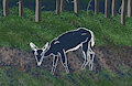 Deer in the woods by MercTheRat