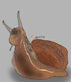 SNAIL.png