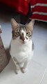 My kitty Fanny-Lu by MozzlynArts