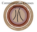 Commiseration Crosses Species