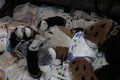poofy bed
