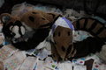 Crinkly bed