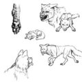 Feral Practice by Rhansid