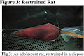 [C] Restrained Rat by cacklingbeast