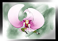 orchid mantis / mantis orquidea by colmilloblancogcs