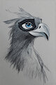 Pye - son of Tamaa and Zazu by Iss369