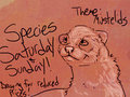 Species Saturday (+ Sunday): Mustelids! 