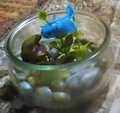 Fish Bowl by SonicAnon