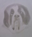 Saint Bernard head (gift) by Ruthut