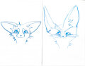 Long the Fennec by LongVongDau