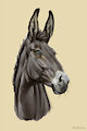 Portrait for SkepticalDonkey by MsBeesa
