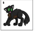 Storm THe Cat