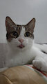 My Kitty Kleo
