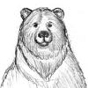 Medicine Bear by bearwithin