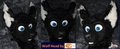 Wolf Head by The Critter Factory by TheCritterFactory