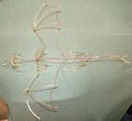 Large wire elongated dragon