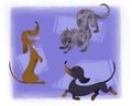 Doxie Doodles by nini