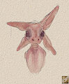 HDYLY: Naked avali by HDYLY