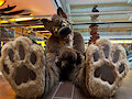Resting My Paws by TkCoyote