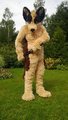 Ninja Dog