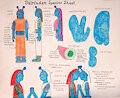 Dalrindan Species Reference Sheet by MrRoseLizard
