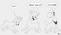 Drama Llamas