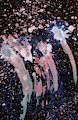 Abstract WDVMMs by Wetdryvac