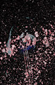Abstract WDVMMs by Wetdryvac