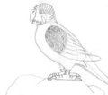 budgie by squirrelette
