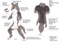 Talyn 2013/2014 Refsheet by Talynwolf